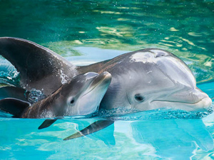 сочинские дельфины